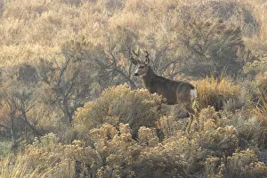 USA, Oregon, Malheur County, Malheur river, Odocoileus hemionus, Mule deer USA, Oregon, Malheur County, Malheur river, Odocoileus hemionus, Mule deer
