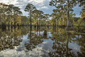 USA, South, Louisiana, Atchafalaya basin, Bald Cypress swamp USA, South, Louisiana, Atchafalaya basin, Bald Cypress swamp