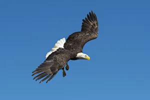 USA, South, Louisiana, Bald Eagle in flight USA, South, Louisiana, Bald Eagle in flight