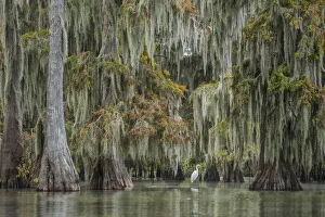 USA, South, Louisiana, Great White Heron USA, South, Louisiana, Great White Heron
