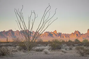 USA; Southwest, Arizona, Kofa Mountains USA; Southwest, Arizona, Kofa Mountains
