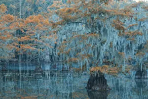 USA, Texas, Caddo lake , Bald Cypress in autumn USA, Texas, Caddo lake , Bald Cypress in autumn