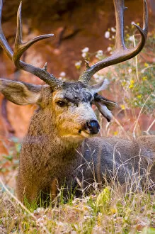 Images Dated 8th September 2009: USA, Utah, Zion National Park, Mule Deer Buck