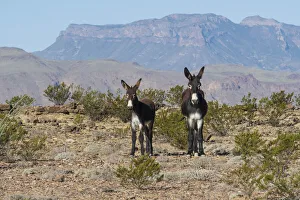 USA, West Texas, Big Bend National Park, Burro USA, West Texas, Big Bend National Park, Burro