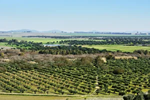 The vast plains of Alentejo and Spain with farms, olive trees and cork trees. Portugal The vast plains of Alentejo and Spain with farms, olive trees and cork trees. Portugal