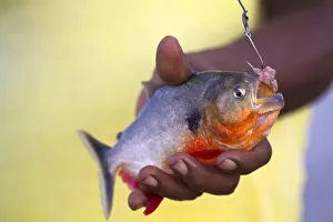 Venezuela, Delta Amacuro, Orinoco Delta, Warao man holding piranha fish Venezuela, Delta Amacuro, Orinoco Delta, Warao man holding piranha fish