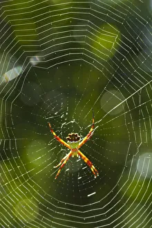 Venezuela, Guayana, Canaima National Park, Spider Venezuela, Guayana, Canaima National Park, Spider