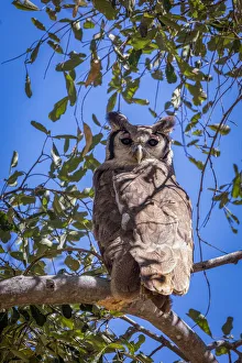 Verreaux's Eagle Owl, Moremi Game Reserve, Okavango Delta, Botswana Verreaux's Eagle Owl, Moremi Game Reserve, Okavango Delta, Botswana
