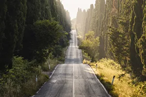 Prints of Viale dei Cipressi (Cypress Avenue), Bolgheri, Livorno province, Tuscany, Italy Landscapes Prints: Viale dei Cipressi Print, Bolgheri, Tuscany, Italy
