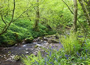 Vibrant Spring woodlands either side of the River Ennig at Cwm Pwll-y-Wrach Nature Vibrant Spring woodlands either side of the River Ennig at Cwm Pwll-y-Wrach Nature