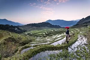 Images Dated 1st March 2014: Vietnam, Sapa. Red Dao woman on rice paddies at sunrise (MR)