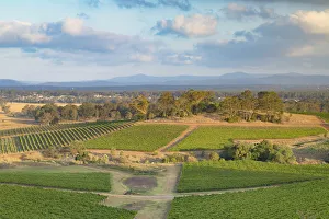 View of vineyards, Hunter Valley, New South Wales, Australia View of vineyards, Hunter Valley, New South Wales, Australia