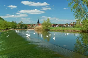 Thuringen Gallery: Village Falken in the Werra valley, with swans on the river Werra, Falken, Thuringia, Germany