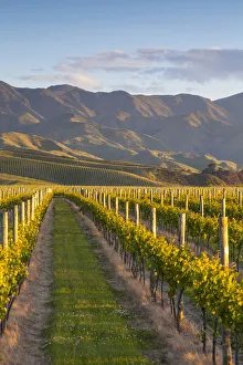 Blenheim Sunset Vine Rows Print, Marlborough, New Zealand