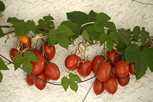 Vine tomatoes, Mirtos, Crete, Greece, Europe Vine tomatoes, Mirtos, Crete, Greece, Europe