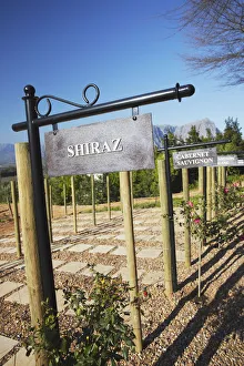 Vineyard at Delaire Wine Estate, Stellenbosch, Western Cape, South Africa Vineyard at Delaire Wine Estate, Stellenbosch, Western Cape, South Africa