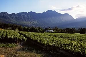Images Dated 9th February 2009: Vineyard at Franschoek