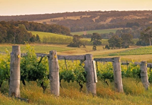 Vine Yard Gallery: Vineyard, Margaret River, Western Australia, Australia