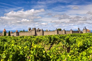 Vineyard with the medieval fortified citadel behind, Carcassonne, Languedoc-Roussillon Vineyard with the medieval fortified citadel behind, Carcassonne, Languedoc-Roussillon