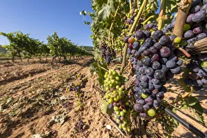 Vineyard, Penafiel, Castile and Leon, Spain Vineyard, Penafiel, Castile and Leon, Spain