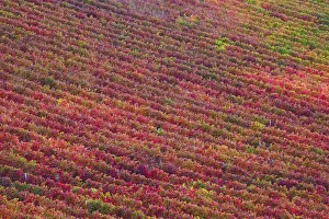 Vineyard of Sagrantino di Montefalco, Umbria, Italy Vineyard of Sagrantino di Montefalco, Umbria, Italy