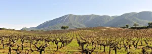 Vineyards in the Arrabida Natural Park. Portugal Vineyards in the Arrabida Natural Park. Portugal