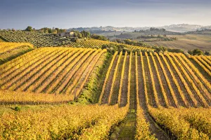 Vineyards near Castellina in Chianti during autumn season Vineyards near Castellina in Chianti during autumn season