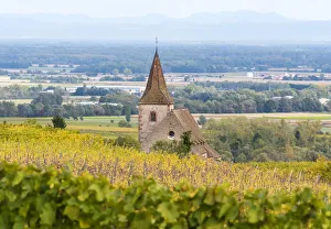 Vineyards near Ribeauville, Alsatian Wine Route, France Vineyards near Ribeauville, Alsatian Wine Route, France