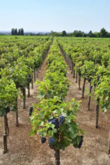 Vineyards at Quinta da Bacalhoa. Azeitao, Portugal Vineyards at Quinta da Bacalhoa. Azeitao, Portugal