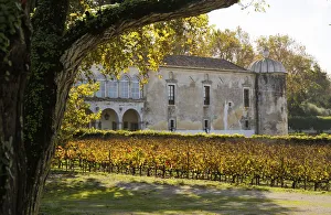 Vineyards of the Quinta da Bacalhoa estate, that dates back to the XV century. Azeitao Vineyards of the Quinta da Bacalhoa estate, that dates back to the XV century. Azeitao