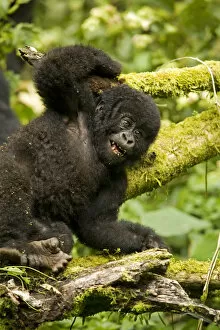 Virunga, Rwanda. A playful baby gorilla wrestles with its siblings