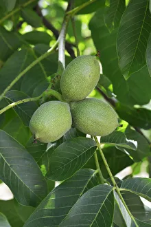Walnuts, Montesinho Nature Park. Tras os Montes, Portugal Walnuts, Montesinho Nature Park. Tras os Montes, Portugal