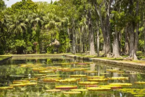 Water lillies, Sir Seewoosagur Ramgoolam Botanical Garden, Pamplemousses, Mauritius Water lillies, Sir Seewoosagur Ramgoolam Botanical Garden, Pamplemousses, Mauritius