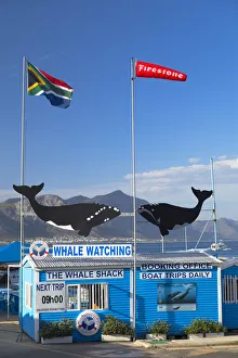 Whale watching boat company, Hermanus, Western Cape, South Africa Whale watching boat company, Hermanus, Western Cape, South Africa