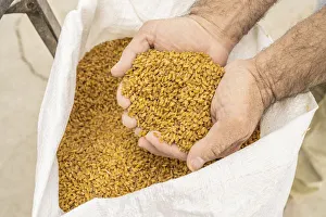 Athienou Wheat Print, Cyprus