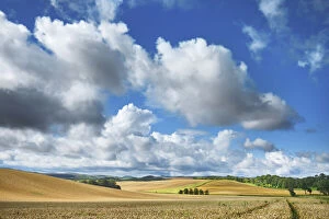 Wheat field with corn poppy - United Kingdom, England, Northumberland, Cornhill-on-Tweed