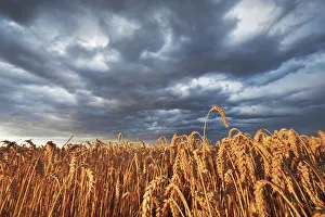 Wheat field and thunderstorm clouds - Germany, Bavaria, Upper Bavaria, Munich Wheat field and thunderstorm clouds - Germany, Bavaria, Upper Bavaria, Munich