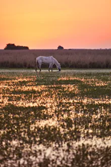 A white horse in a lagoon of the Estancia Buenavista at sunset, Esquina, Corrientes, Argentina A white horse in a lagoon of the Estancia Buenavista at sunset, Esquina, Corrientes, Argentina