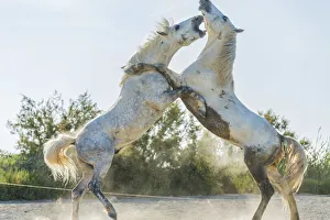 White horse stallions fighting, The Camargue, France White horse stallions fighting, The Camargue, France