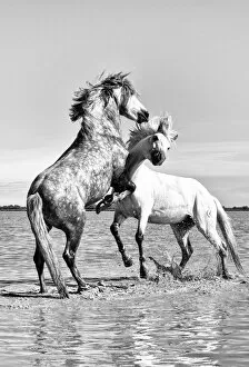 Images Dated 10th June 2013: White horses of Camargue fighting in the water, Camargue, France