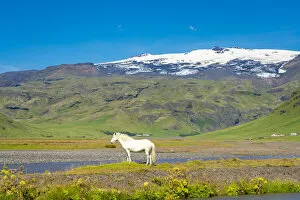 Ice Cap Gallery: White Icelandic horse with snowcapped Eyjafjallajokull volcano in background, Skogar