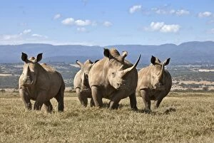 Images Dated 29th January 2011: White rhinos in Solio Game Ranch with the Aberdare Mountains in the background