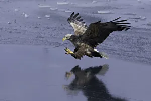 White-tailed Eagle (Haliaeetus albicilla) in flight over sea ice, Nemuro Strait, Hokkaido White-tailed Eagle (Haliaeetus albicilla) in flight over sea ice, Nemuro Strait, Hokkaido