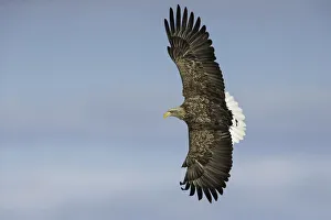 White-tailed Eagle (Haliaeetus albicilla) in flight, Hokkaido, Japan White-tailed Eagle (Haliaeetus albicilla) in flight, Hokkaido, Japan