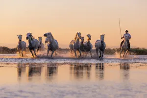 : Horses Collection