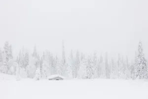 Prints of Mist on the snowy forest, Levi, Kittila, Lapland, Finland Finland Prints: Mist on the Snowy Forest Print