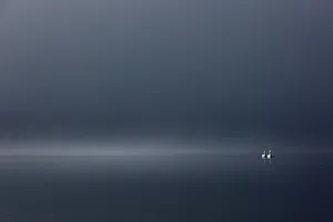 Whooper swans in Lake Kussharo, Hokkaido, Japan Whooper swans in Lake Kussharo, Hokkaido, Japan