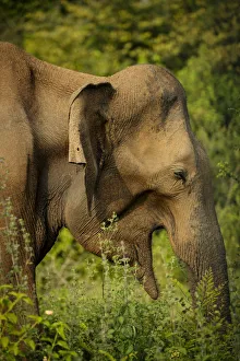 Wild Elephants in Uda Walawe National Park, Uva Province, Sri Lanka, Asia Wild Elephants in Uda Walawe National Park, Uva Province, Sri Lanka, Asia
