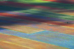 Wild flowers growing in colourful strips Appennines, Italy Wild flowers growing in colourful strips Appennines, Italy