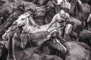 Wild horses rounded up in the crowded arena during the Rapa das Bestas (Shearing Wild horses rounded up in the crowded arena during the Rapa das Bestas (Shearing
